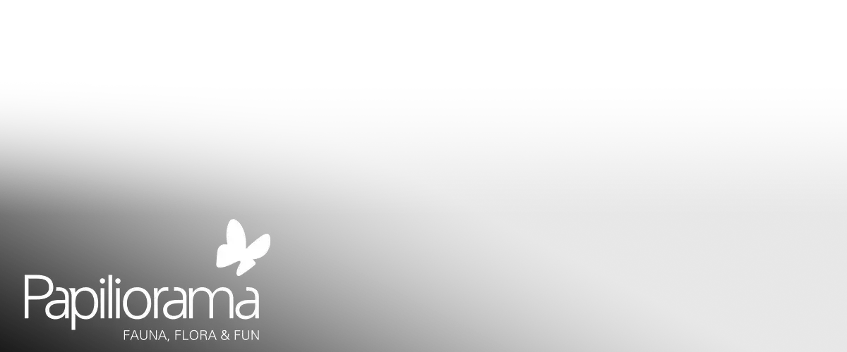 papilorama